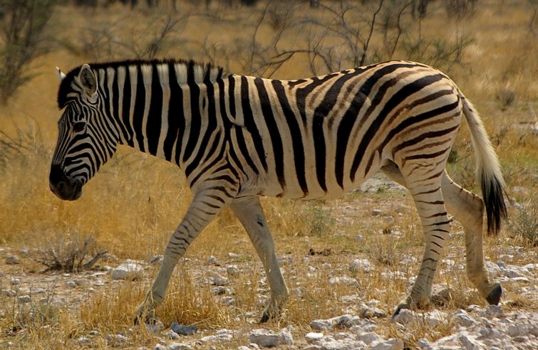 632 Namibia Okt 2006 .JPG